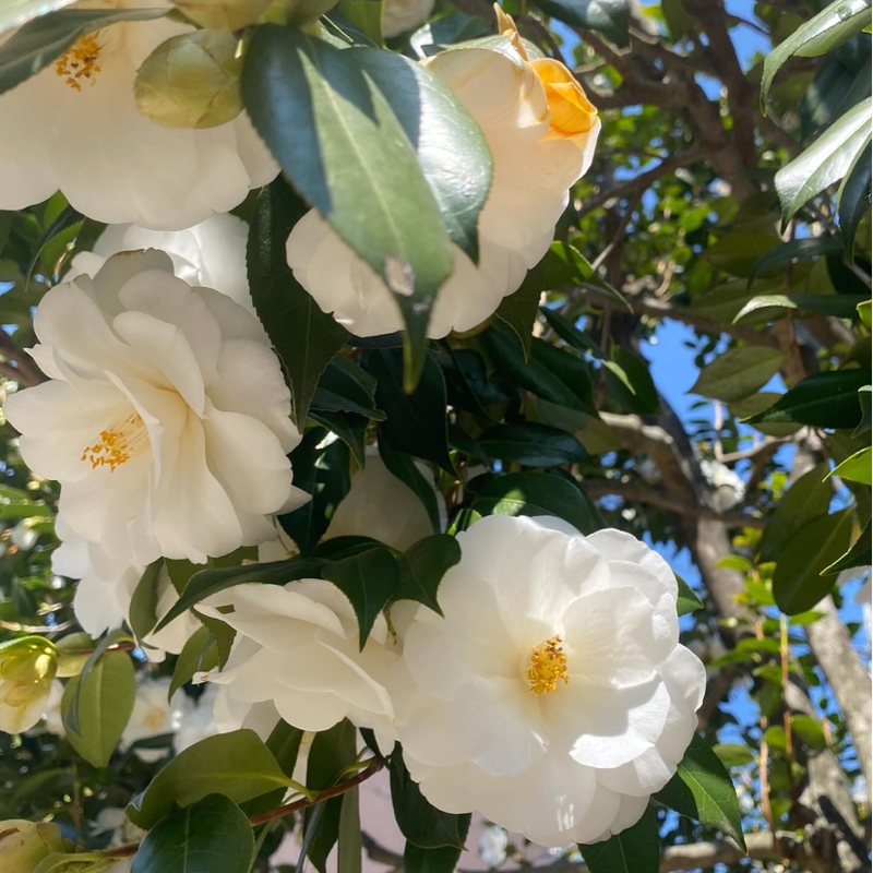 第278回 朝の空気/早くも脳の衰え