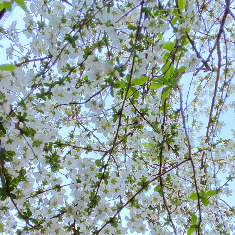 第279回 久しくドラマを見る