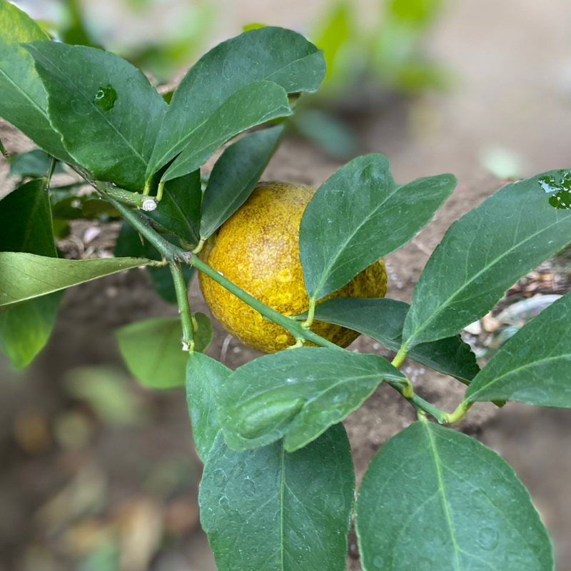 番外編 ハイレモン