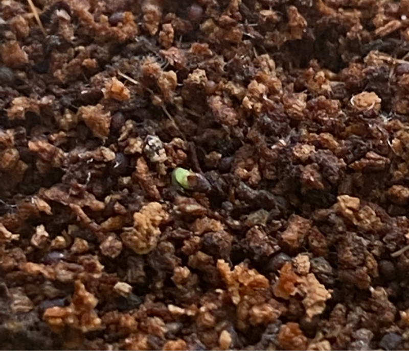 第283回 朗報、ペパーミント君/原体験