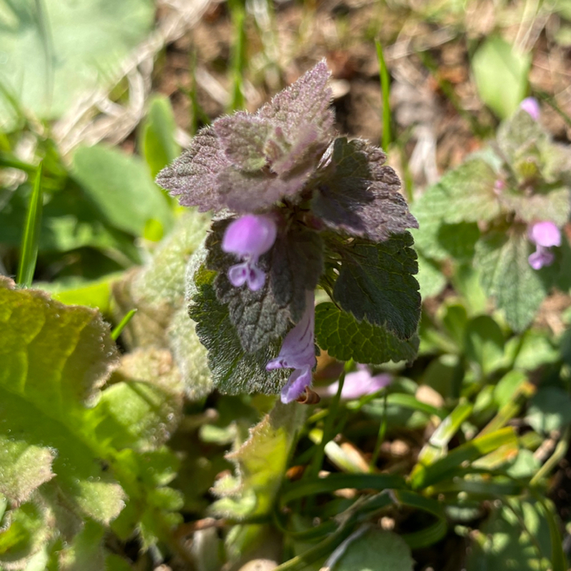 第285回 解散して衝撃的だったお笑い芸人