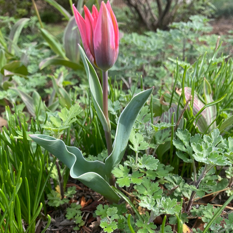 第286回 器用貧乏