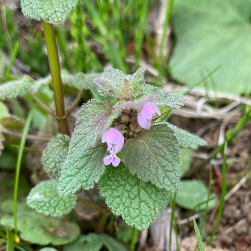 第287回 否定的、攻撃的やめない？