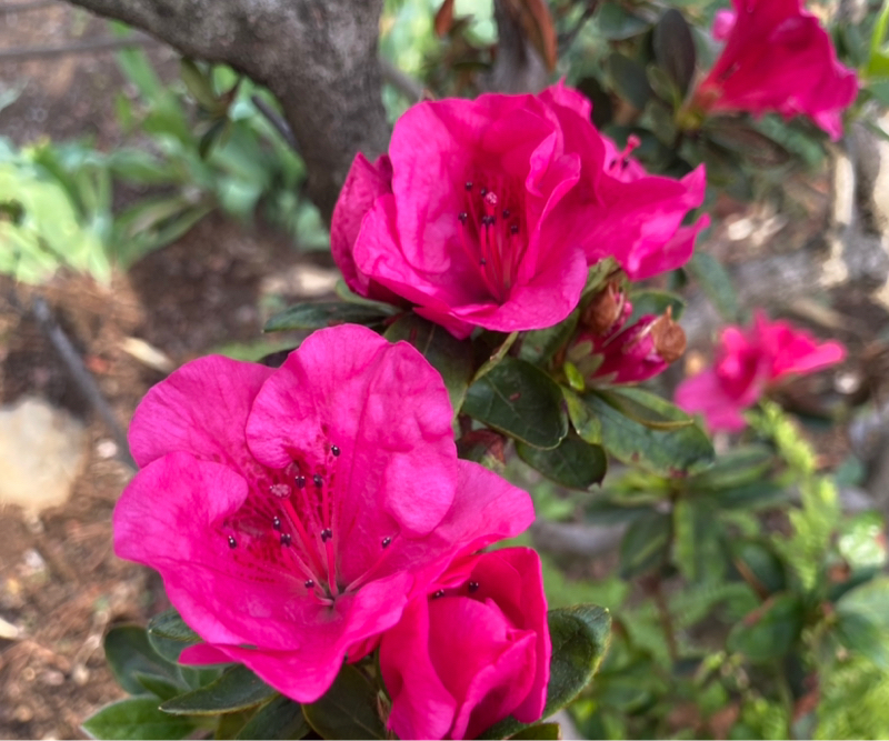 第292回 生物的な暮らしとか