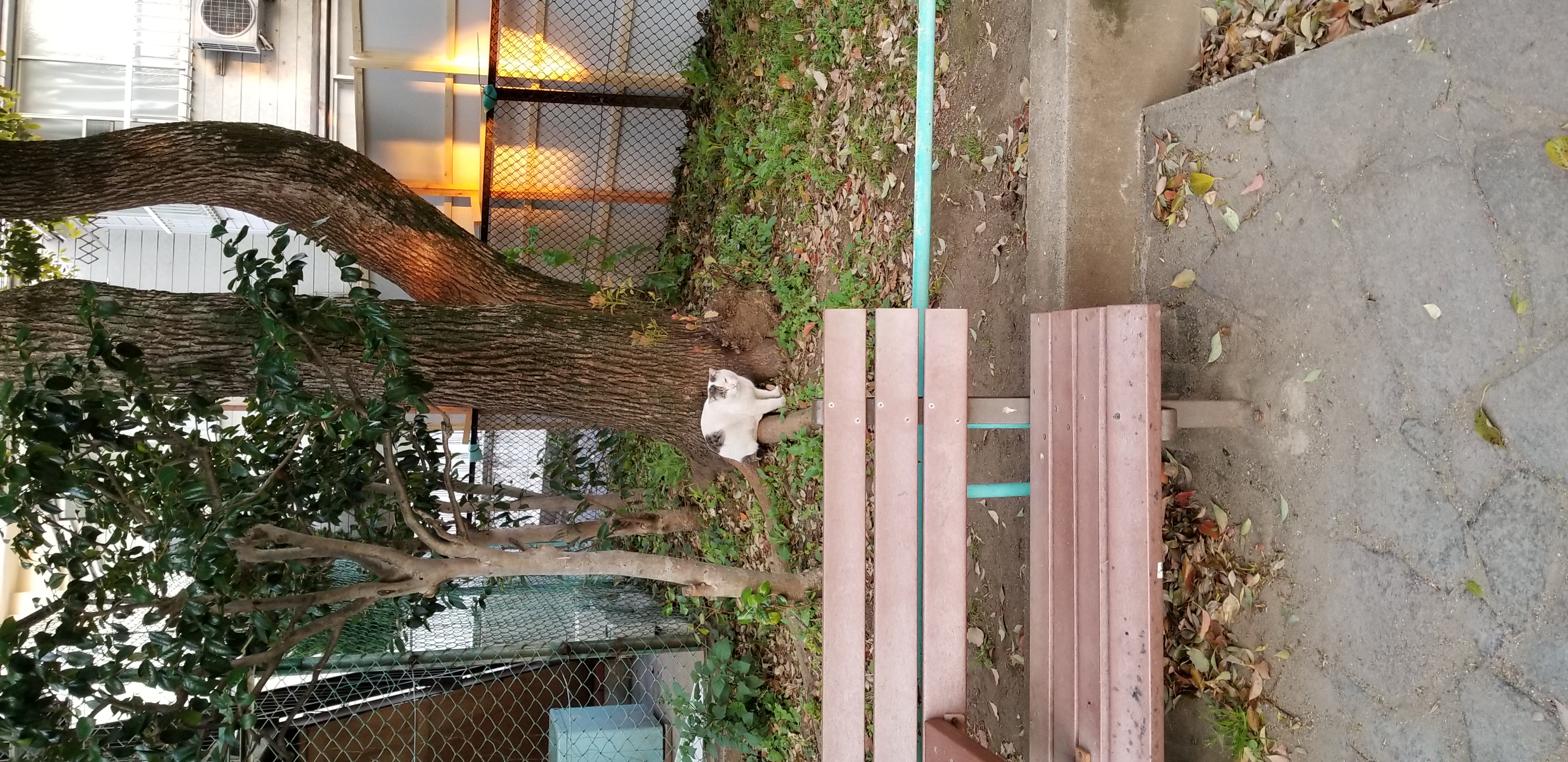 まったくしゃべること無いから無理やり猫の話したわ