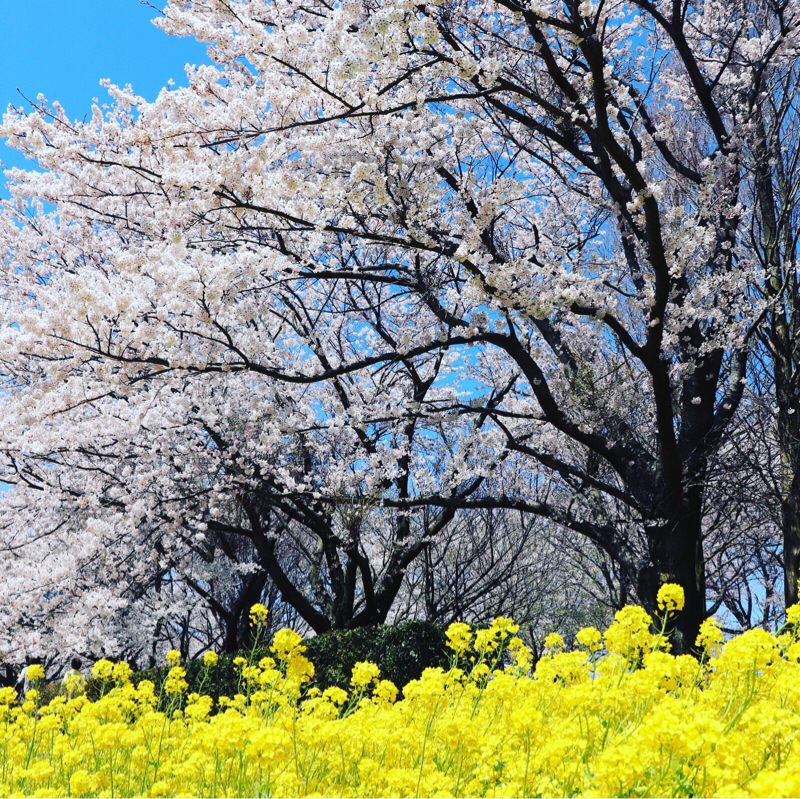 #217 カメラ撮りに出かけた&出かける！