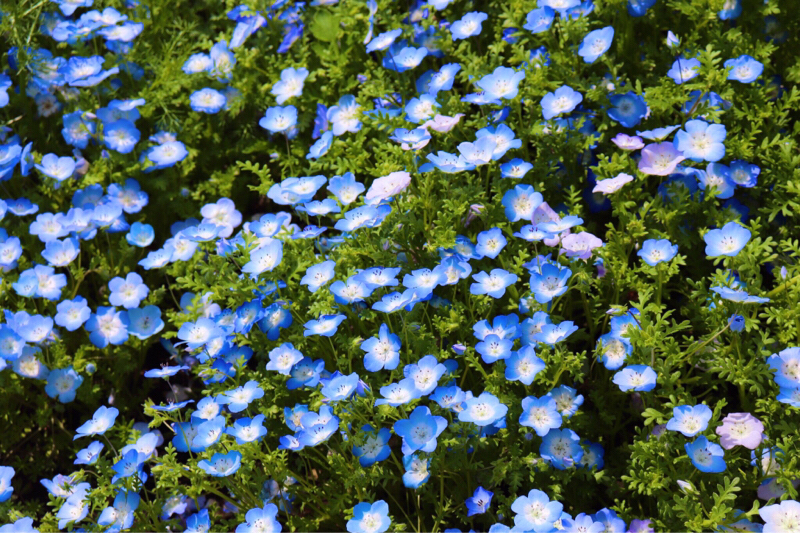 #241 昭和記念公園にいってきた！