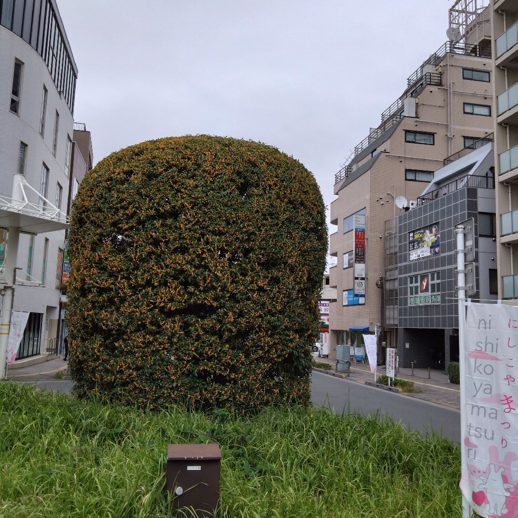 #1366『風吹いて 金木犀🌼‼️🍅』