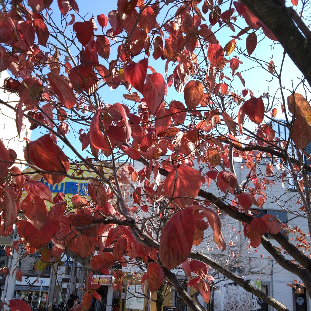 #1376『冬紅葉 西小山🍁‼️🍅』