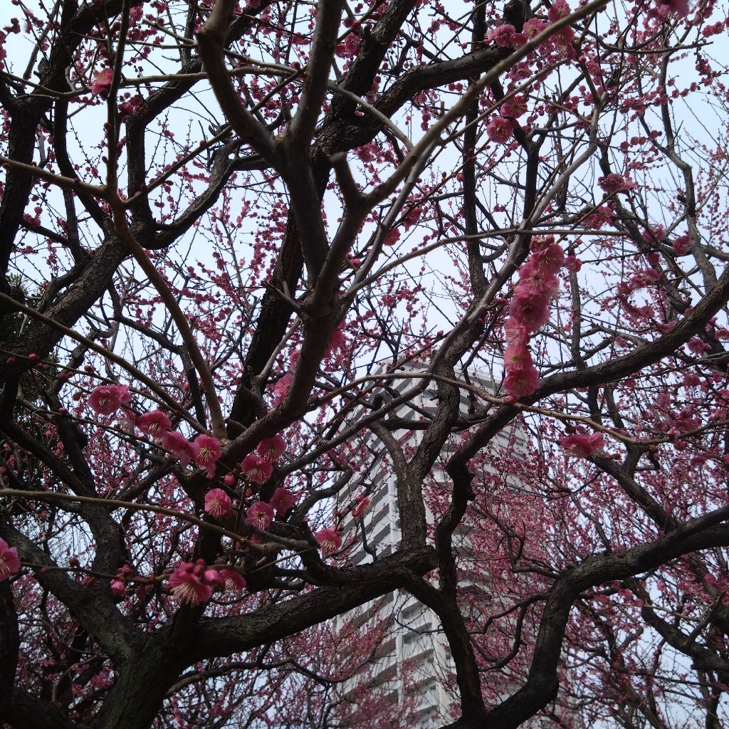 #1410『梅の花 ランチかな🍱‼️🍅』