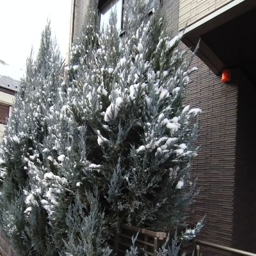 #1411『春の雪 選挙行く⛄️‼️🍅』