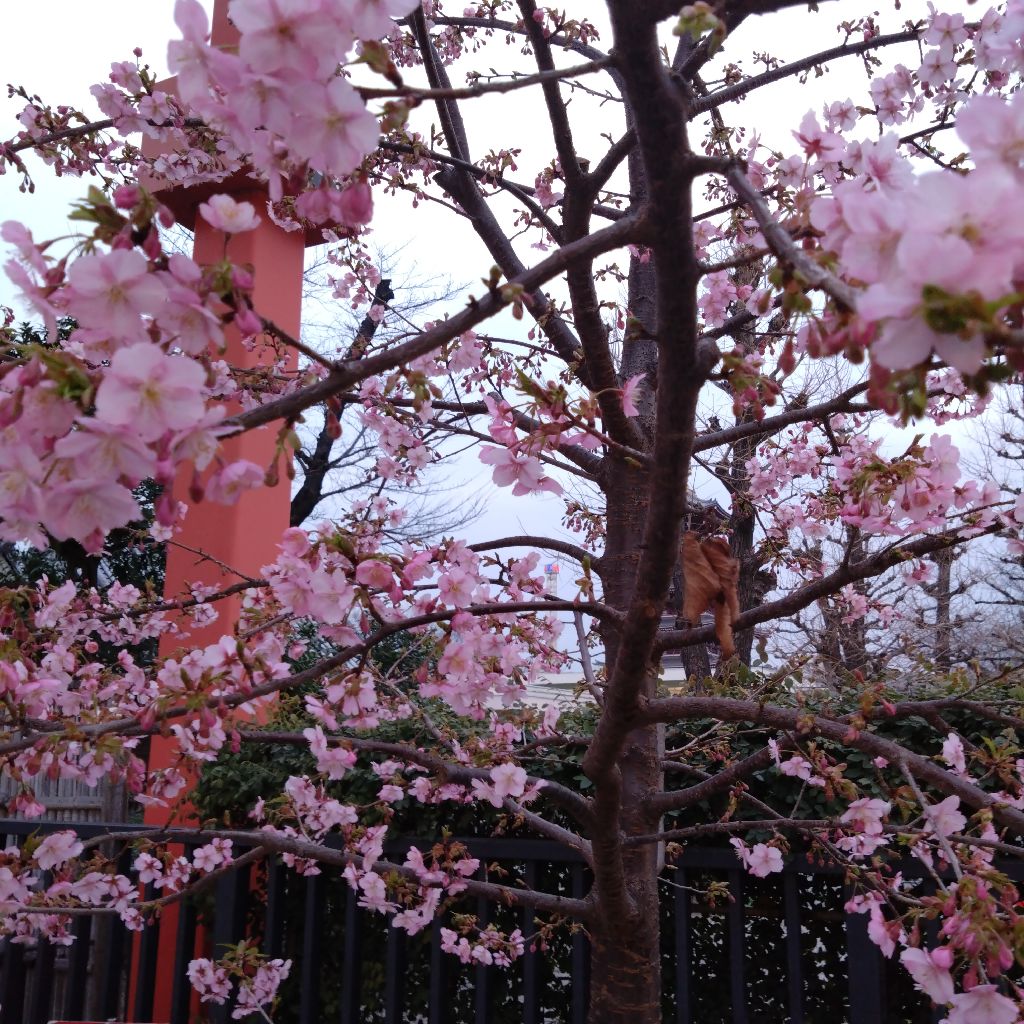 #1414『桜かな 桜かな 浅草寺🌸‼️🍅』