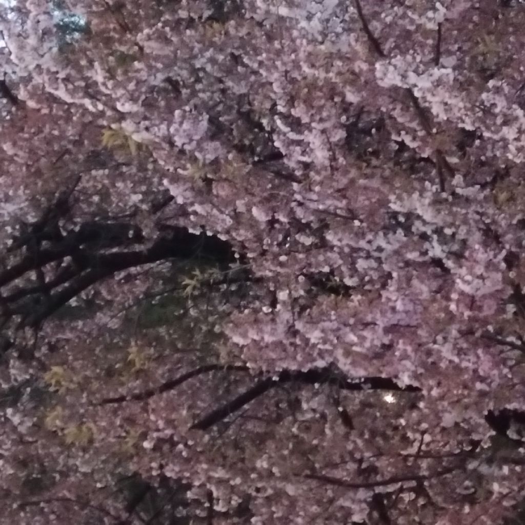 #1423『仲春や クジラ吹く🐳‼️🍅』