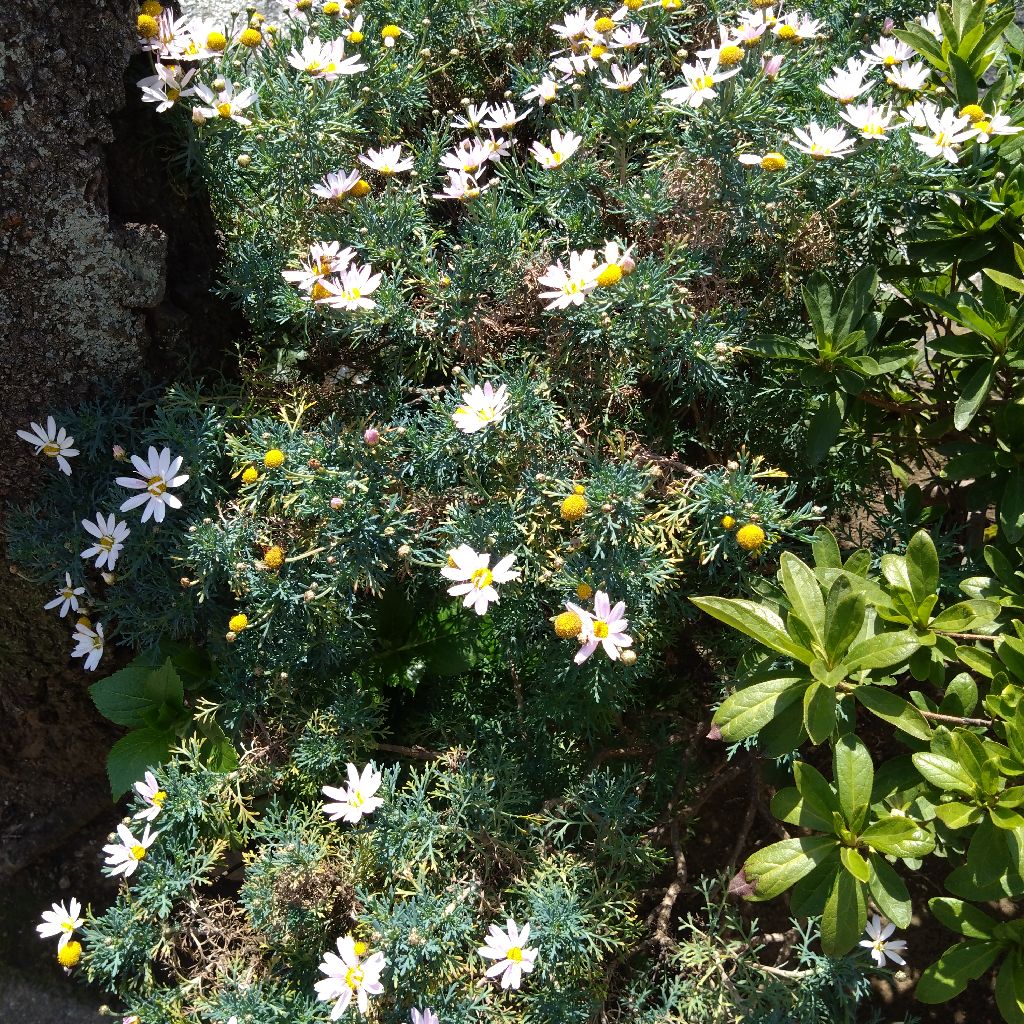 #1424『上も花 下も花🌸‼️🍅