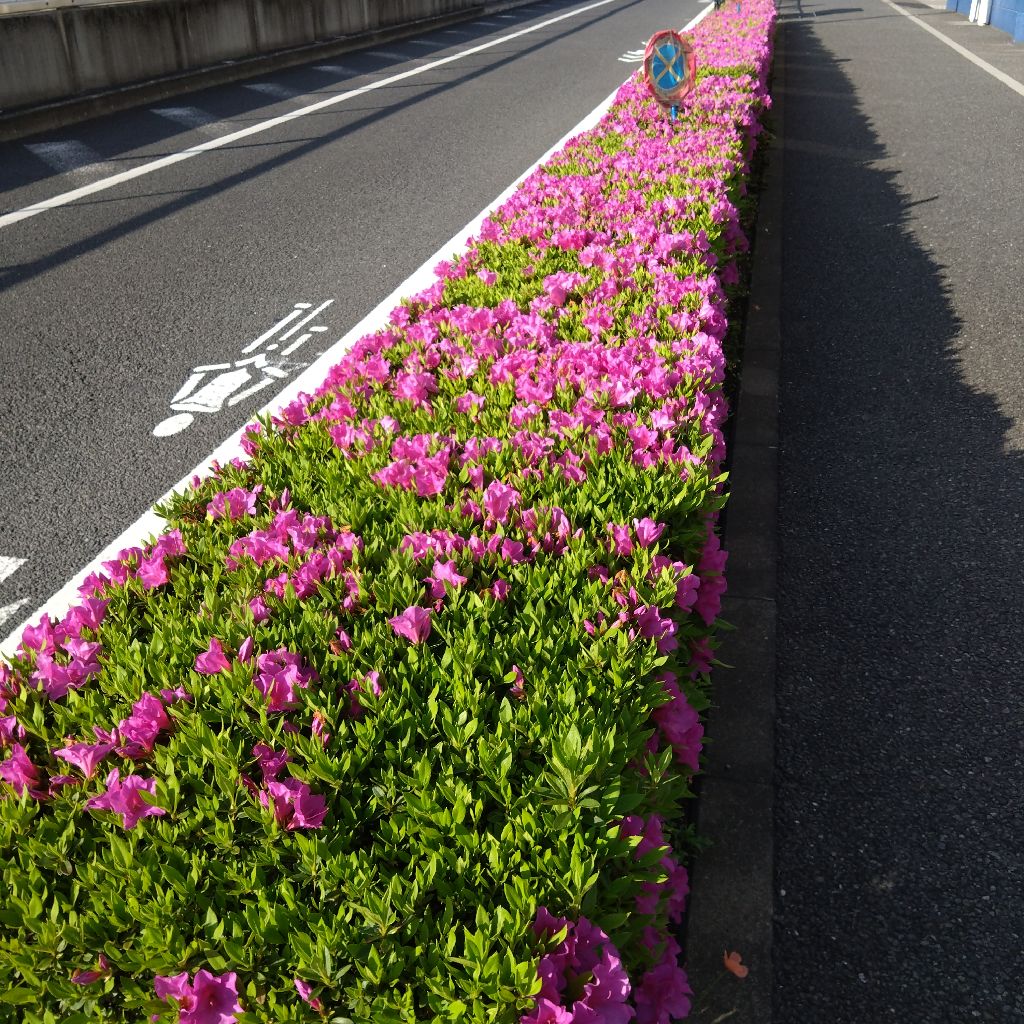#1430『麗かや 真っ直ぐな道🚷‼️🍅』