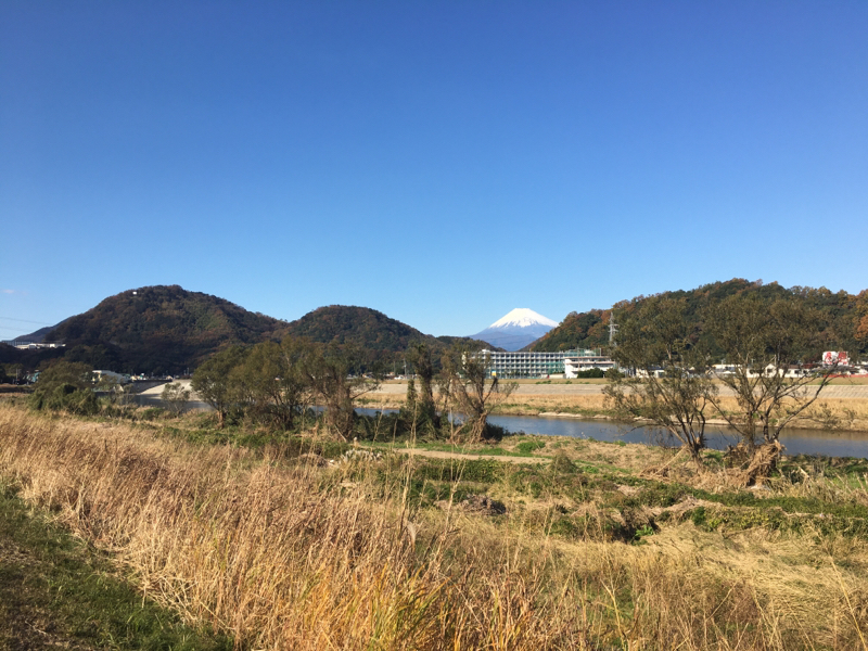 ゴリラ