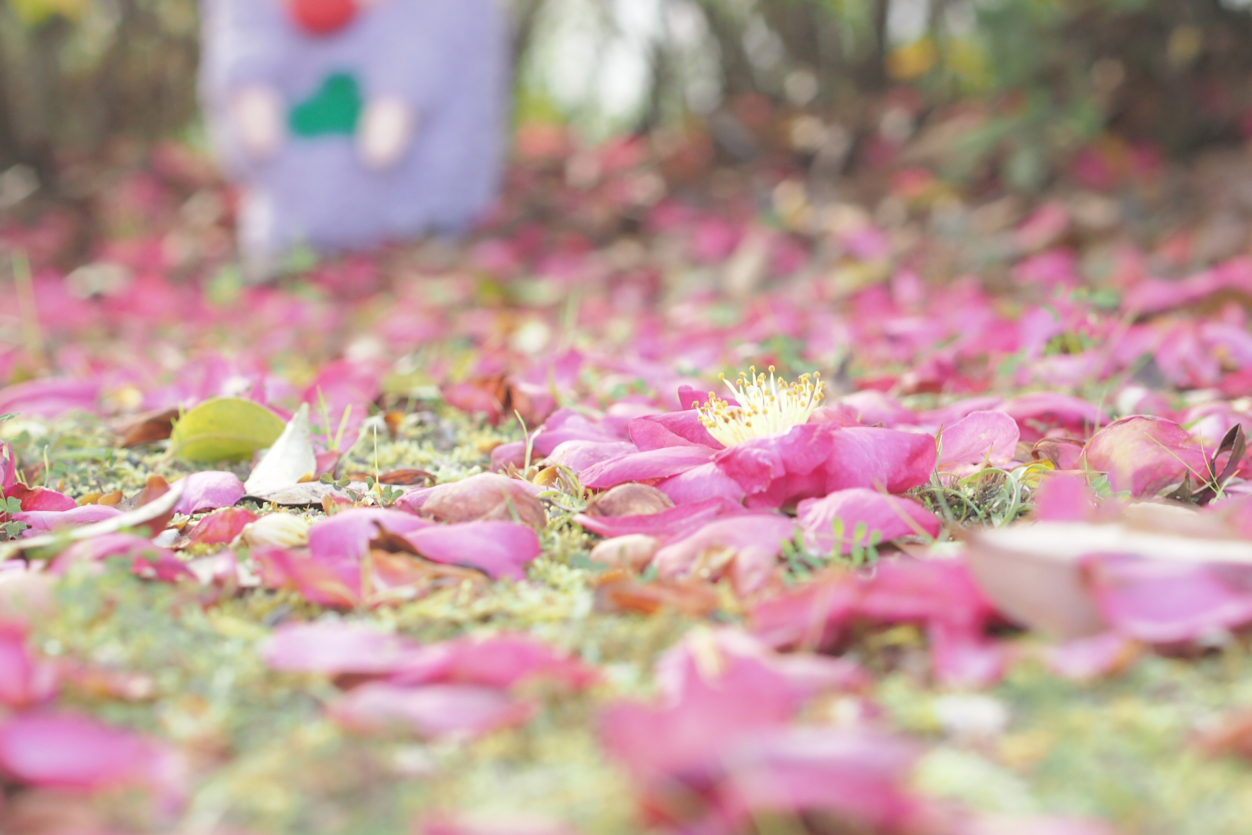 やかわんの雑談、テスト