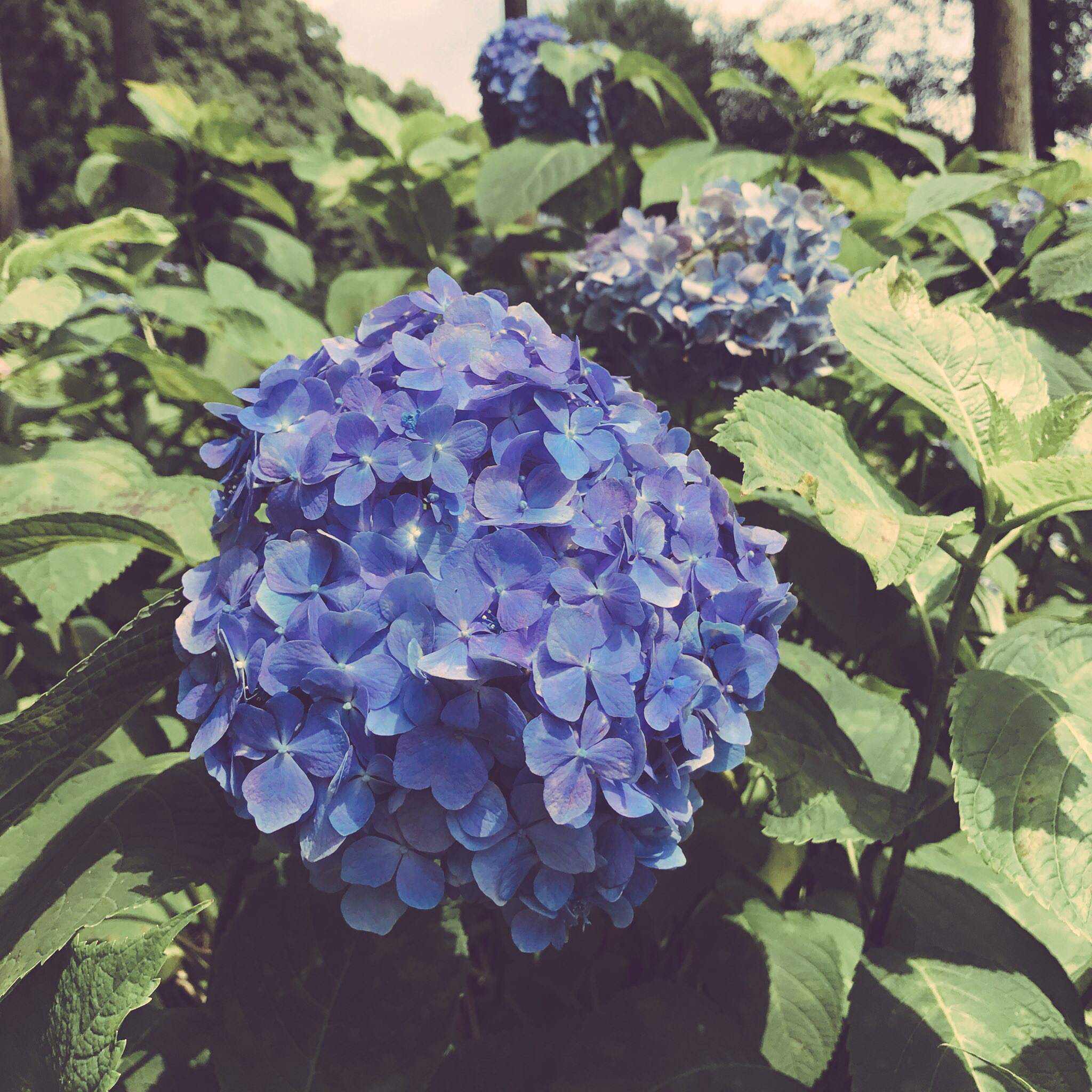 壁とお喋り ワとツル01-②