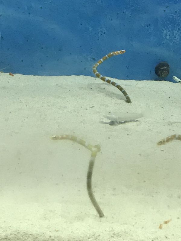 クソオタクが帰宅しながらクソ早くりょまうけについて語ってる話