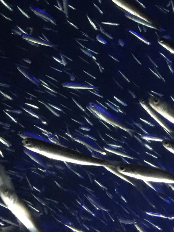 8/19のテニミュがやばかったんすよという話