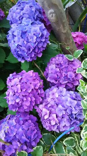 囁き呟く子守唄