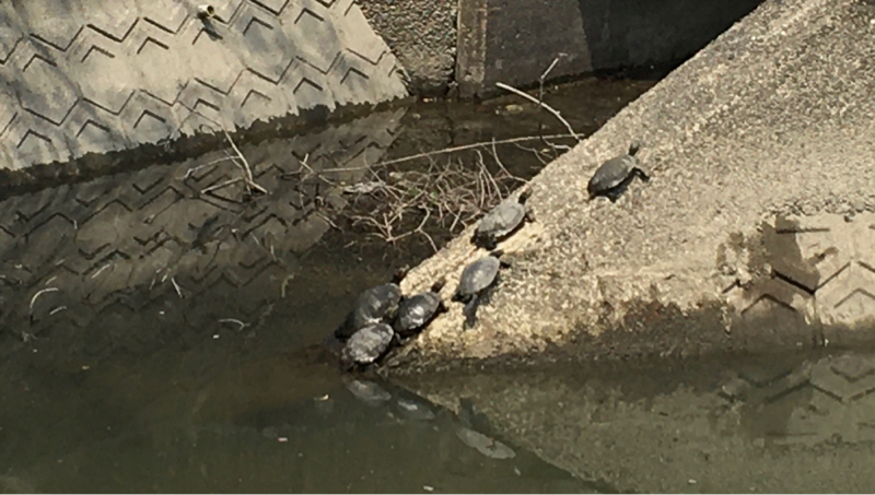 #1 つきぬけてる亀