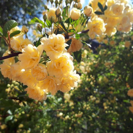 深夜のぐだぐだ自己紹介【初回/練習配信】