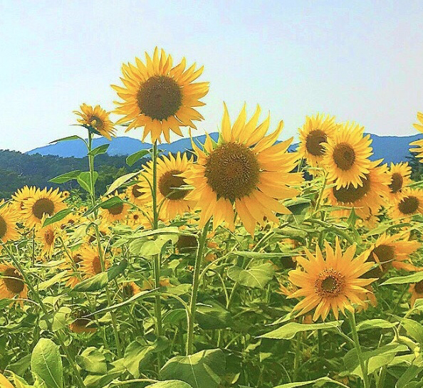 すが～らこ～しくん