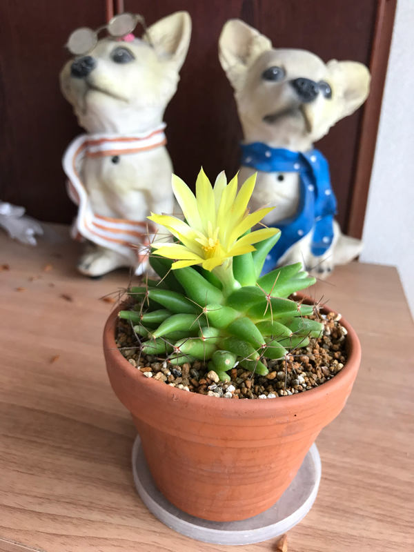 番外編 眠れないので。/銀魂2を観たという話。