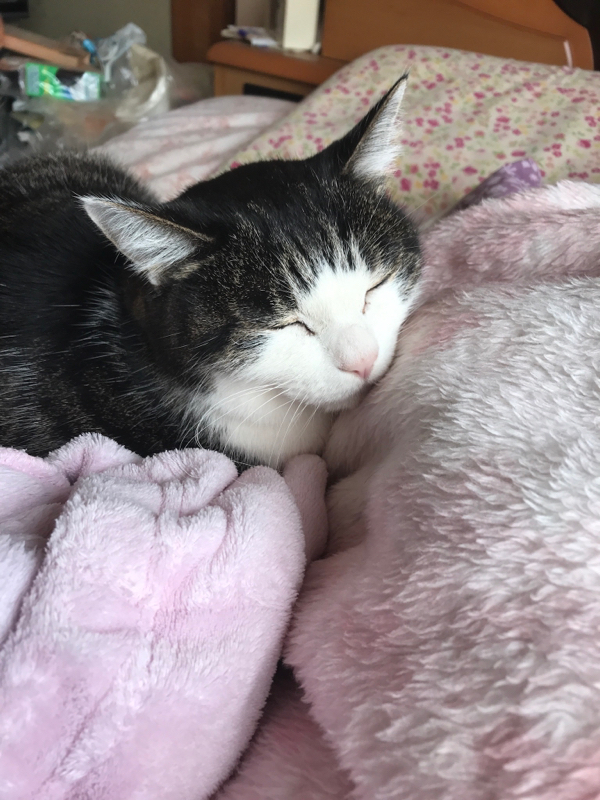 としぇるラジオ