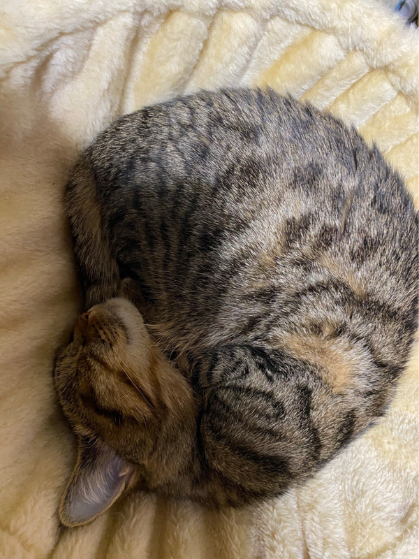 ラジオ2回目　#コロナワクチン