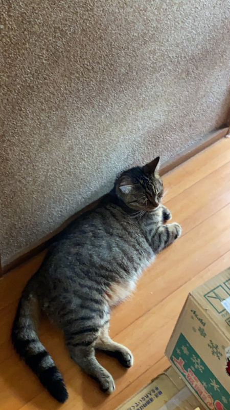 オルタナティブ歴史？