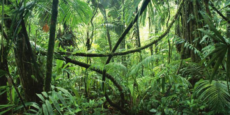 ターザン見た話