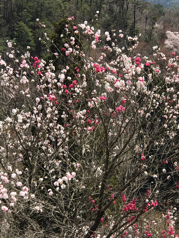 帰省はしていこ