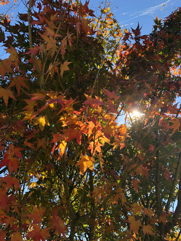 ？？？「1人アンソロは遊びじゃねえ」