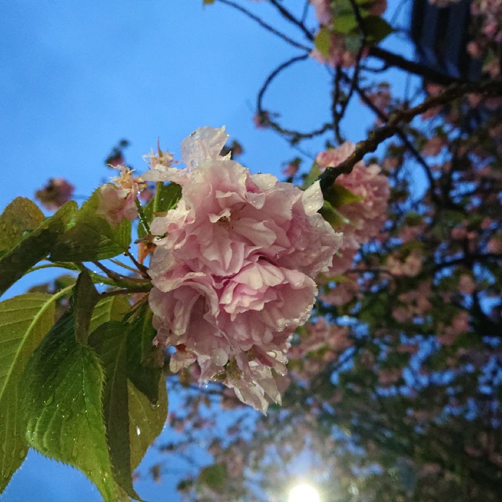 ドラクエ11がめっちゃいいって話