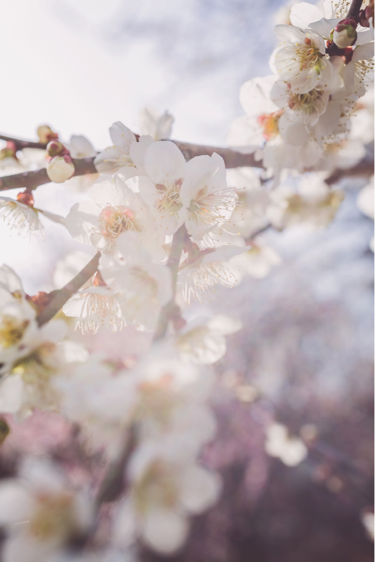 にゃんちょぎワンドロネタ出し