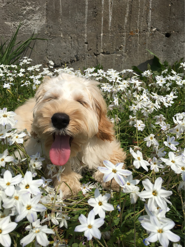 カカオ・オン・ザ・レィディオ！