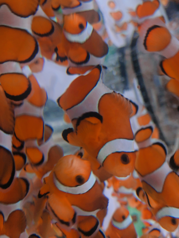 かおぶろラジオ ときどきかさい 帰り道編2