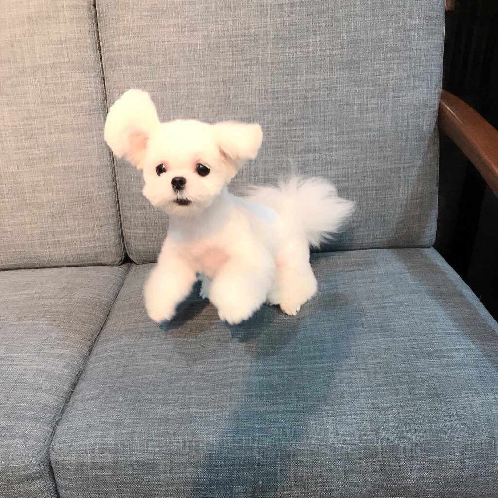 へんてこ風、ごく普通の日常を語るワ