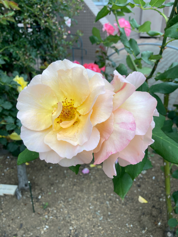 うるわしくんのキモ夢女の叫び