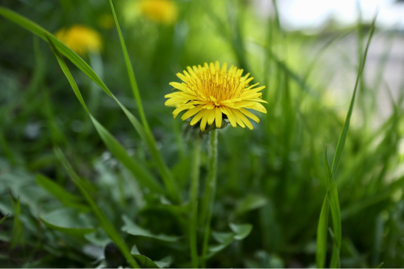 #4 △のいちごあめ〜私のヲタクの守備範囲はこんなもん〜