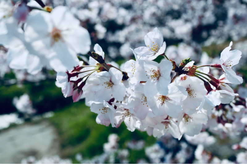 #6 △のいちごあめ〜好きなボールペンの話〜