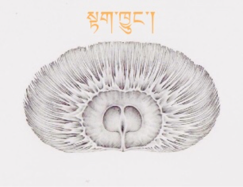 TakChungRADIO