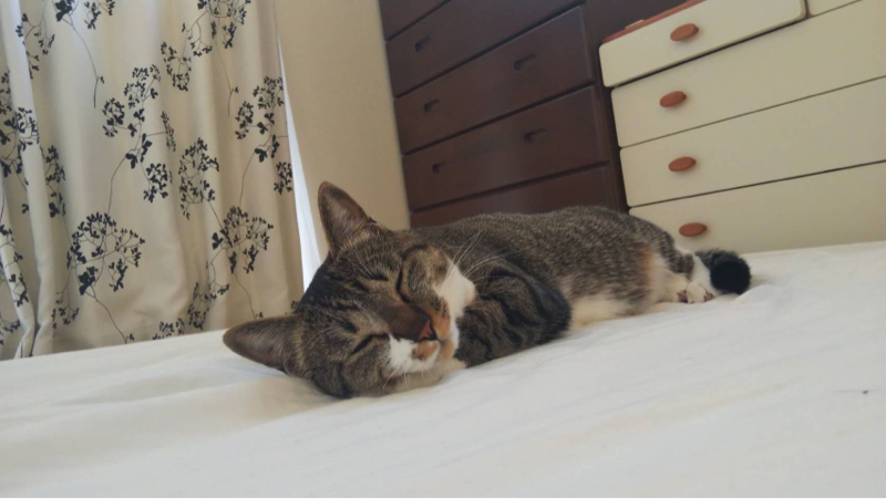 ダメリーマン日記