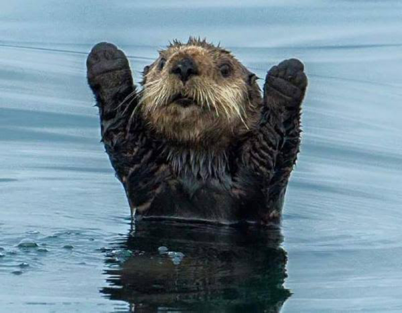 ラッコと過去の男たち9