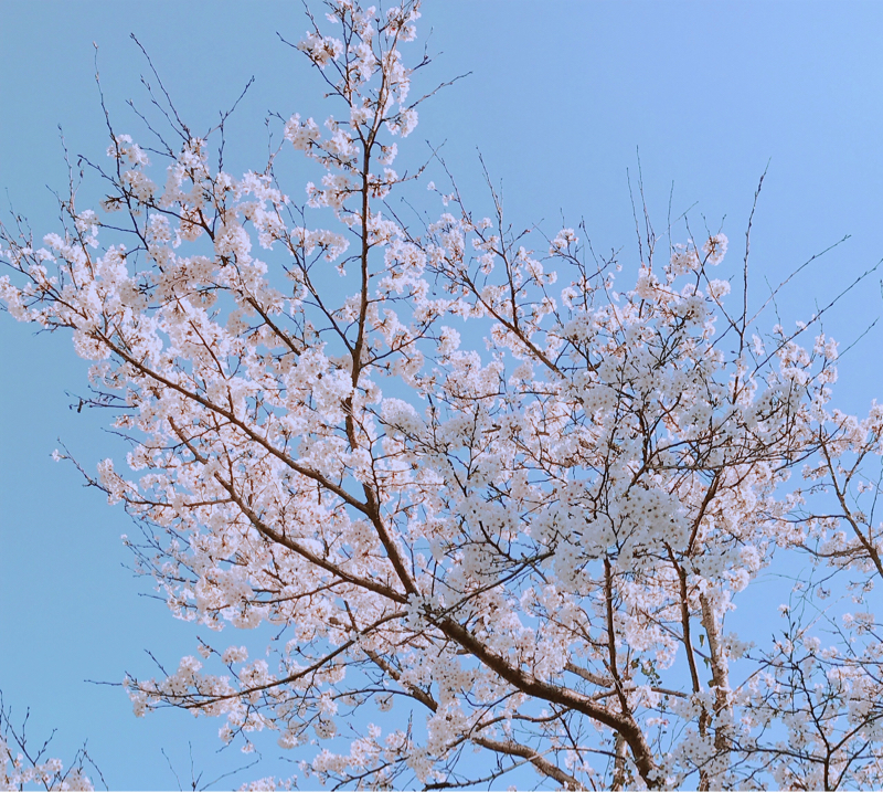 ユカ八について