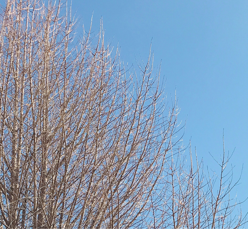 漫画を借りて読んだ