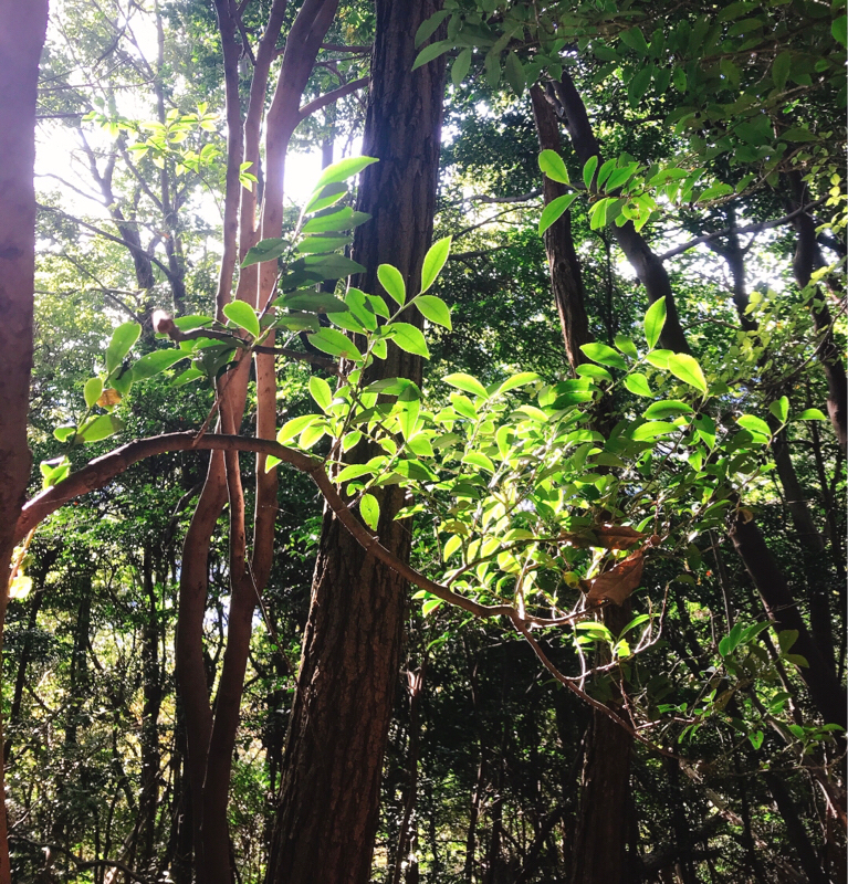 創作とかのはなし