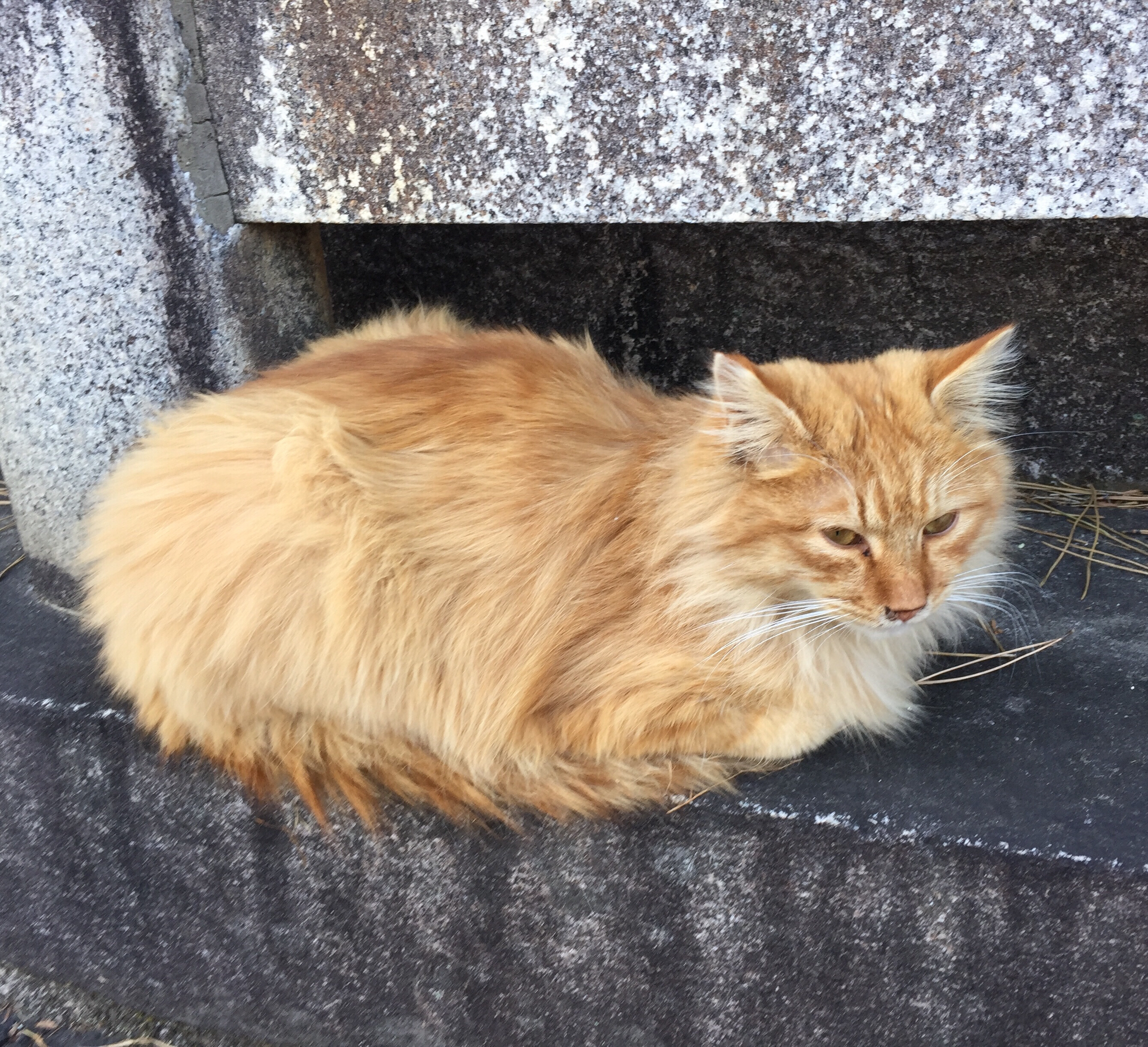 推しに飼わせたい動物の話